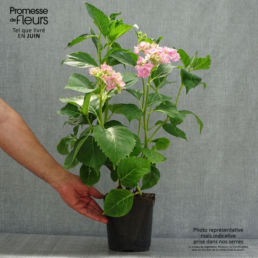 Exemplaar van Hydrangea macrophylla La Marne - Bolhortensia Pot van 2 l/3 l zoals geleverd in de zomer