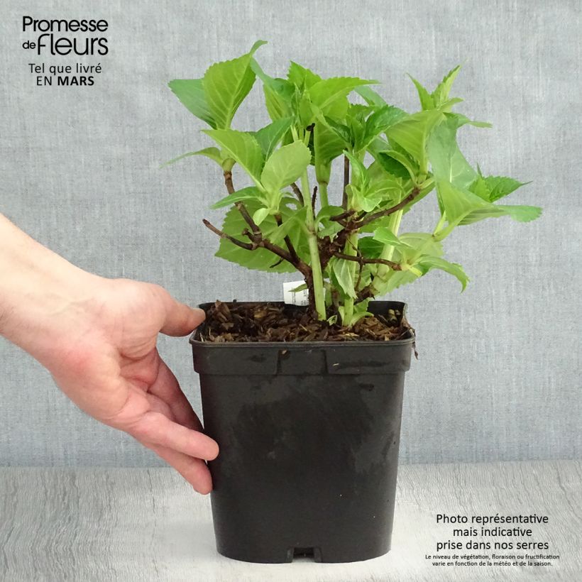 Exemplaar van Hydrangea macrophylla La Marne - Bolhortensia Pot van 2 l/3 l zoals geleverd in de lente