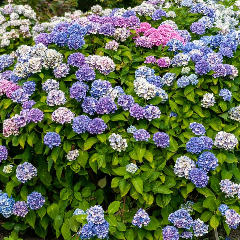 Hydrangea macrophylla La Marne - Bolhortensia (Groeiplaats)