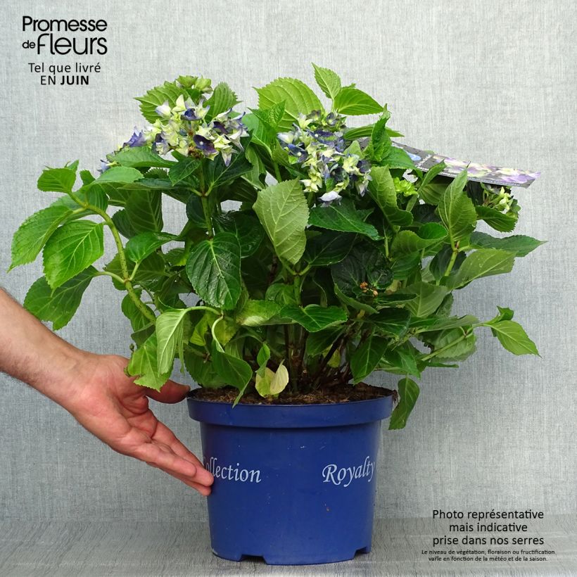 Exemplaar van Hydrangea macrophylla Lady Mata Hari - Bolhortensia Pot van 2 l/3 l zoals geleverd in de zomer