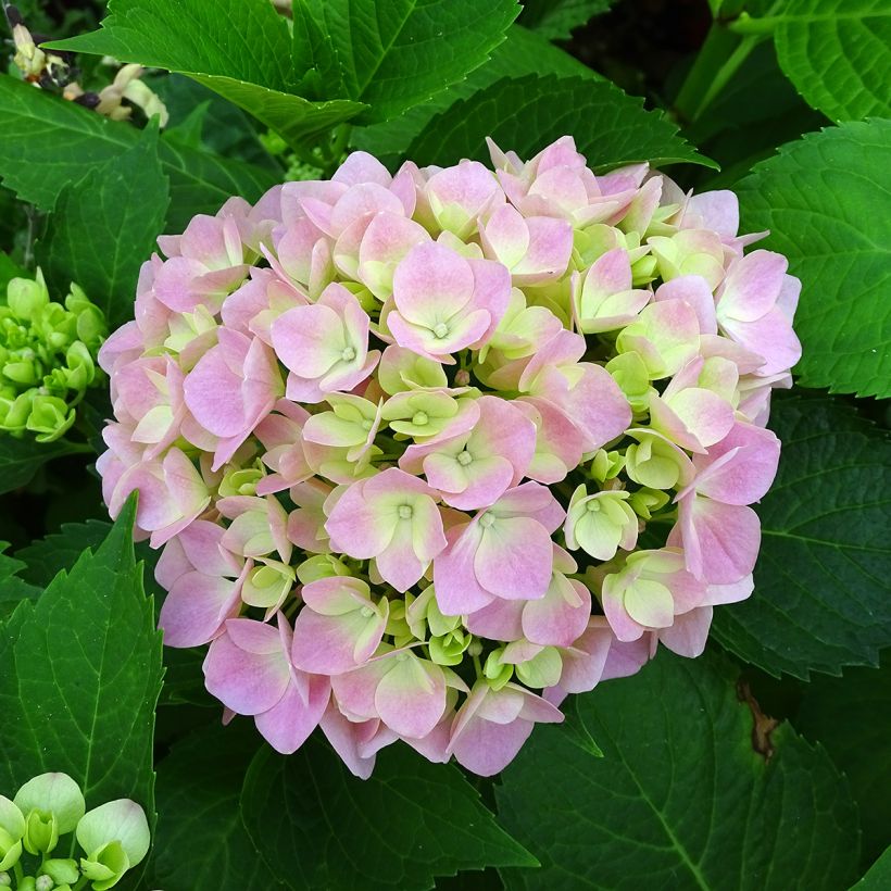Hydrangea macrophylla Leuchtfeuer - Bolhortensia (Bloei)