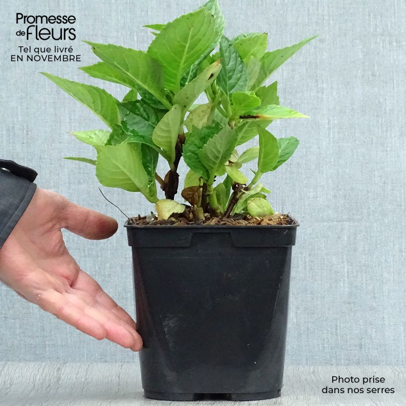 Exemplaar van Hydrangea macrophylla Leuchtfeuer - Bolhortensia Pot van 2 l/3 l zoals geleverd in de herfst