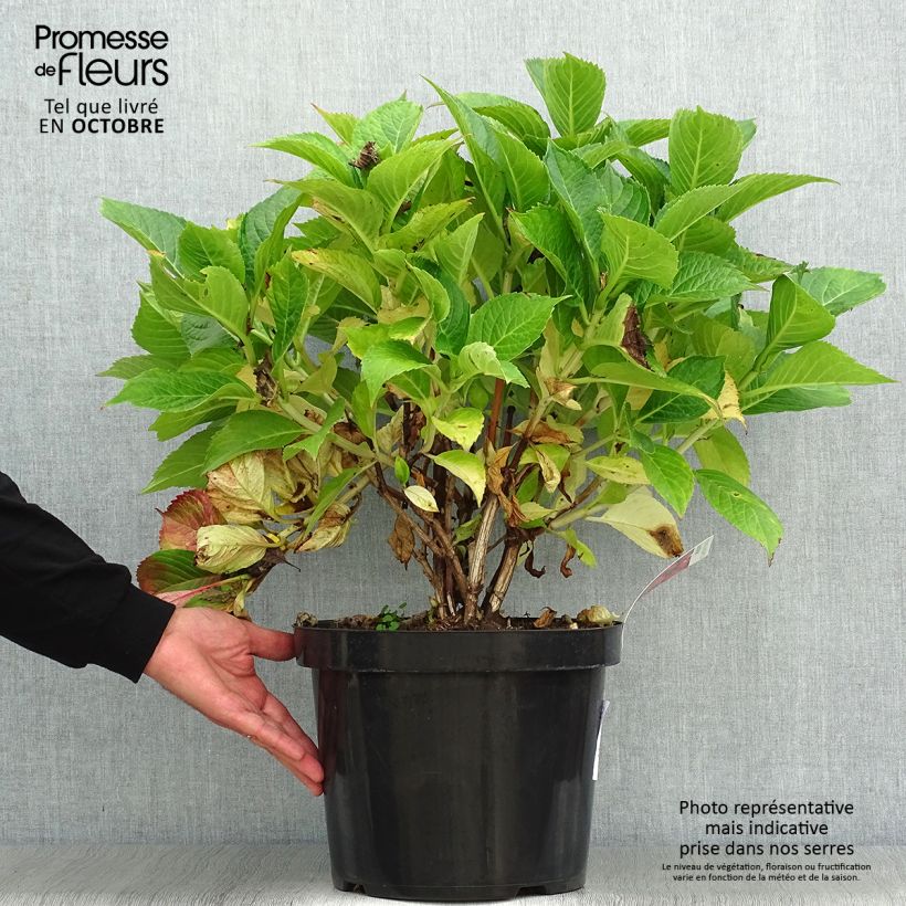 Exemplaar van Hydrangea macrophylla Leuchtfeuer - Bolhortensia Pot van 7,5 l/10 l zoals geleverd in de herfst