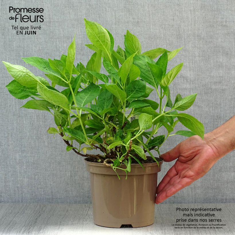 Exemplaar van Hydrangea macrophylla Libelle Teller white - Schermhortensia Pot van 2 l/3 l zoals geleverd in de zomer