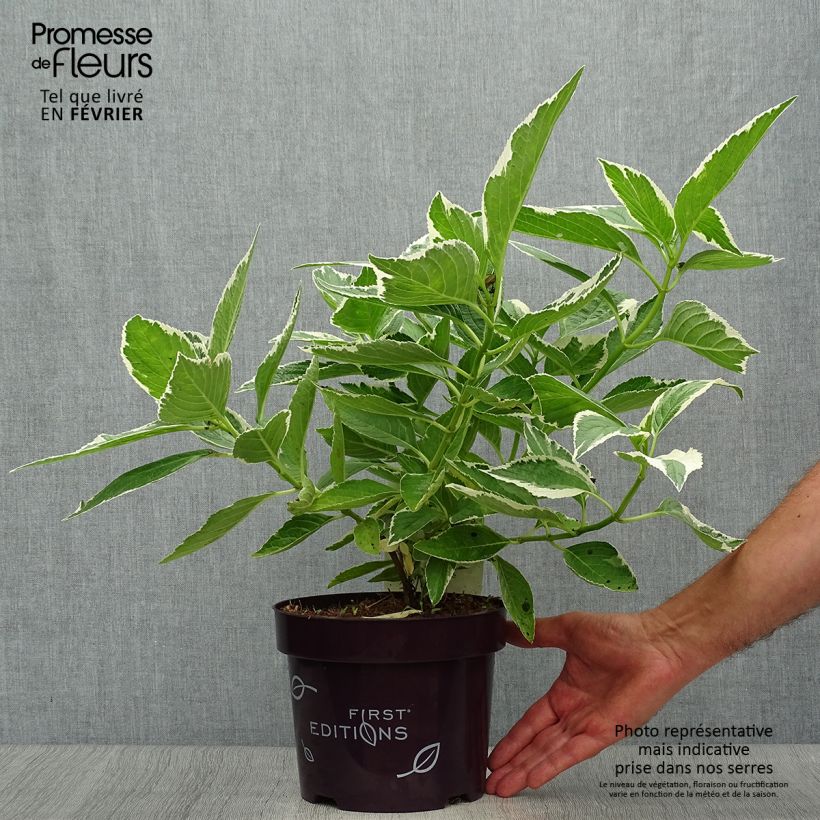 Exemplaar van Hydrangea macrophylla LightoDay - Schermhortensia Pot van 3 l/4 l zoals geleverd in de herfst