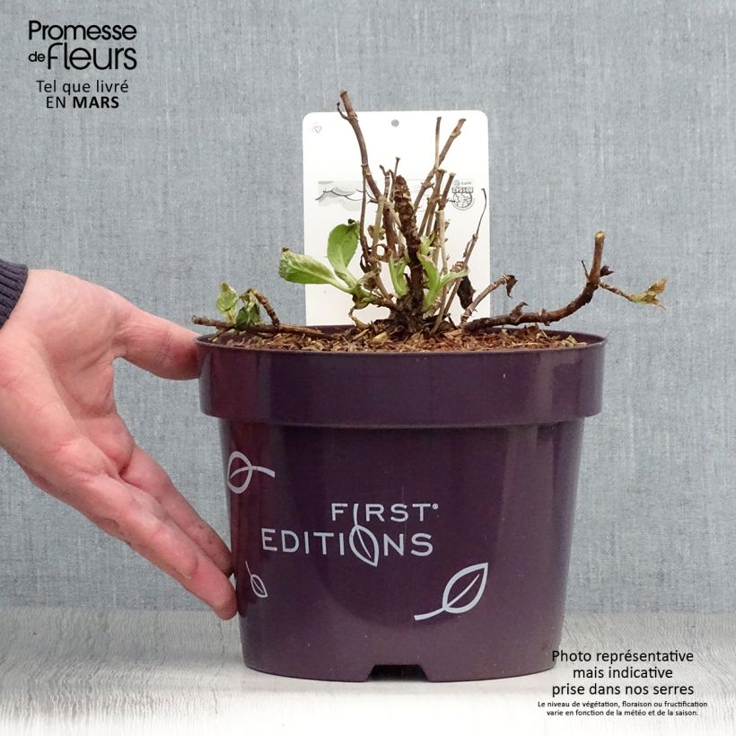 Exemplaar van Hydrangea macrophylla LightoDay - Schermhortensia Pot van 3 l/4 l zoals geleverd in de lente