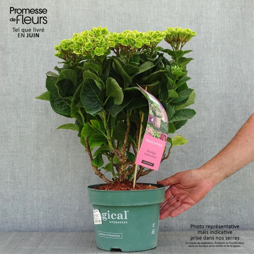 Exemplaar van Hydrangea macrophylla Magical Amethyst - Bolhortensia Pot van 4 l/5 l zoals geleverd in de lente