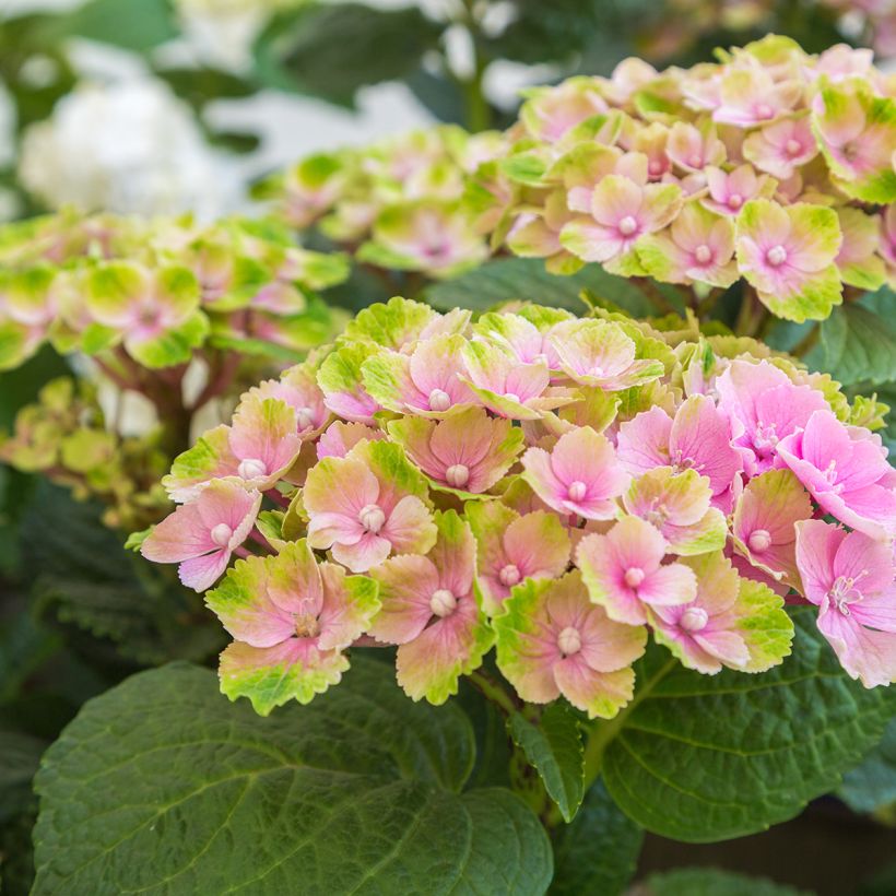 Hydrangea macrophylla Magical Amethyst - Bolhortensia (Bloei)