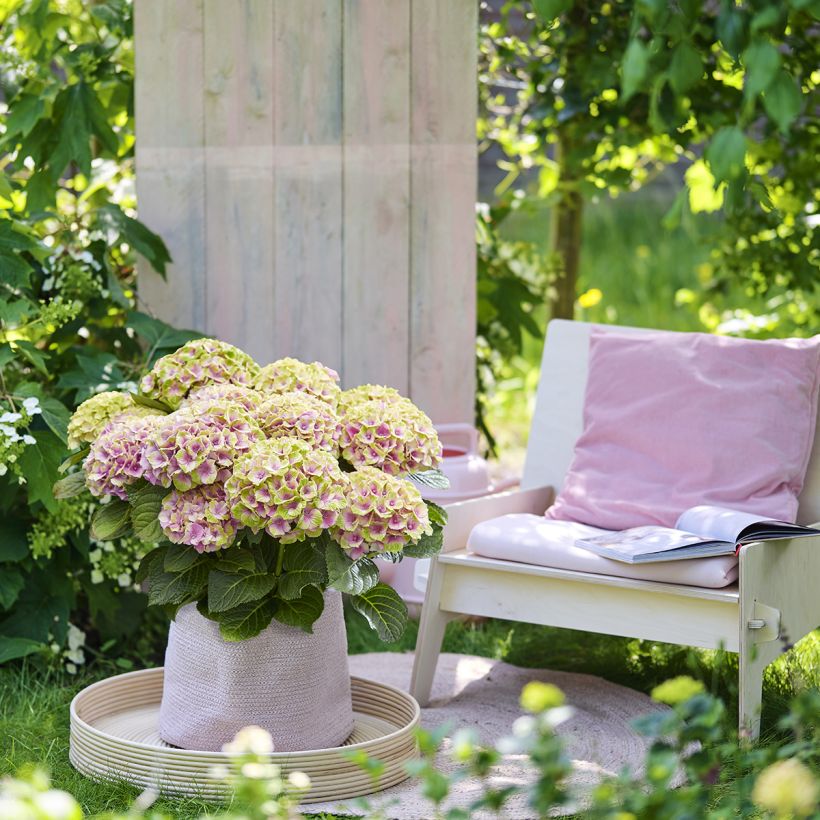 Hydrangea macrophylla Magical Jewel - Bolhortensia roze (Groeiplaats)