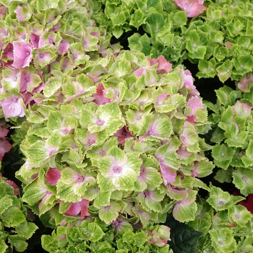 Hydrangea macrophylla Magical Jewel - Bolhortensia roze (Bloei)
