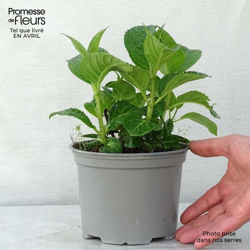 Exemplaar van Hydrangea macrophylla Magical Noblesse - Bolhortensia Pot van 2 l/3 l zoals geleverd in de lente