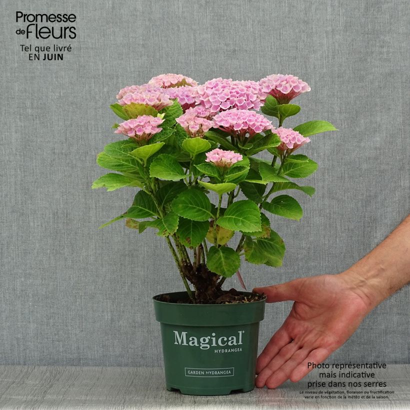 Exemplaar van Hydrangea macrophylla Magical Revolution - Bolhortensia roze Pot van 2 l/3 l zoals geleverd in de zomer
