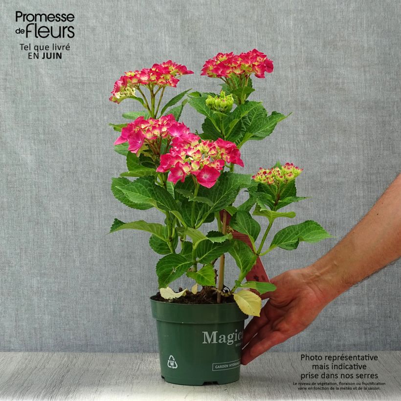 Exemplaar van Hydrangea macrophylla Magical Ruby Tuesday - Bolhortensia Pot van 2 l/3 l zoals geleverd in de zomer