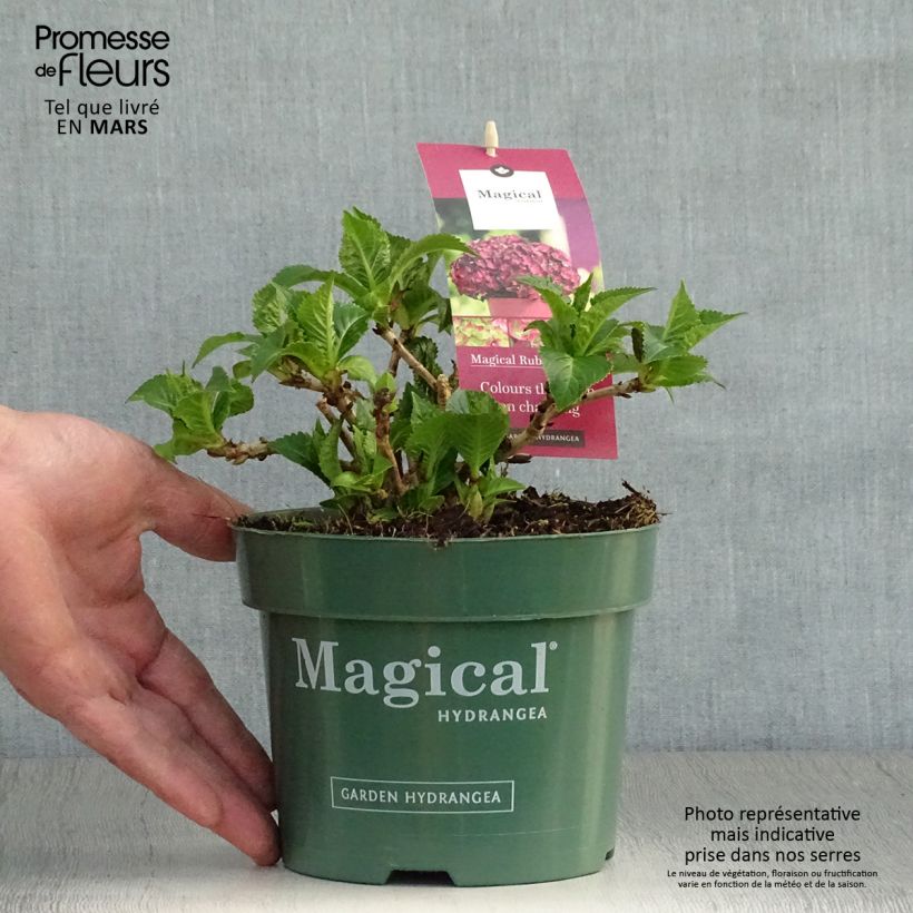 Exemplaar van Hydrangea macrophylla Magical Ruby Tuesday - Bolhortensia Pot van 2 l/3 l zoals geleverd in de lente