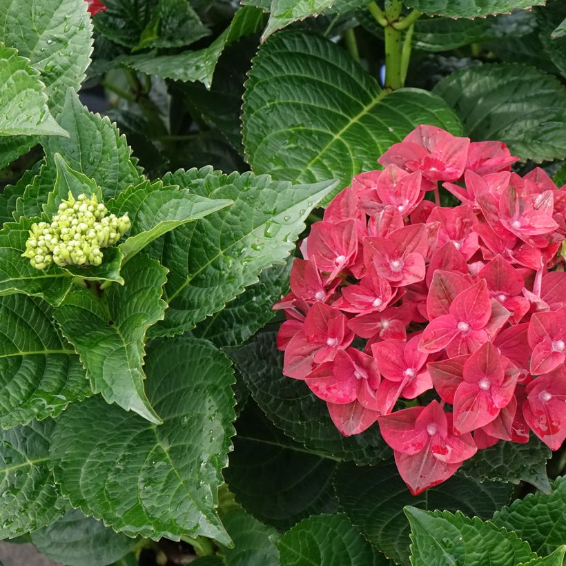 Hydrangea macrophylla Magical Ruby Tuesday - Bolhortensia (Blad)