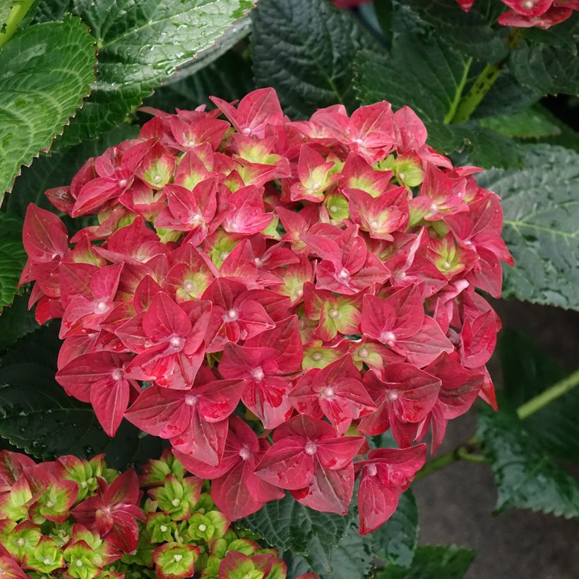 Hydrangea macrophylla Magical Ruby Tuesday - Bolhortensia (Bloei)