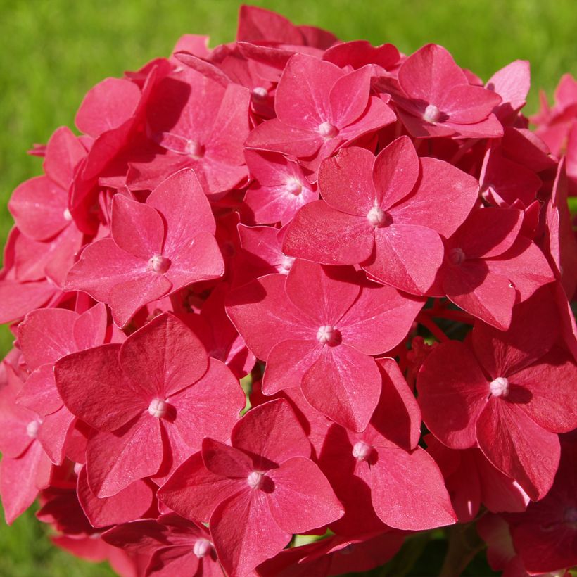 Hydrangea macrophylla Sibilla - boerenhortensia (Bloei)
