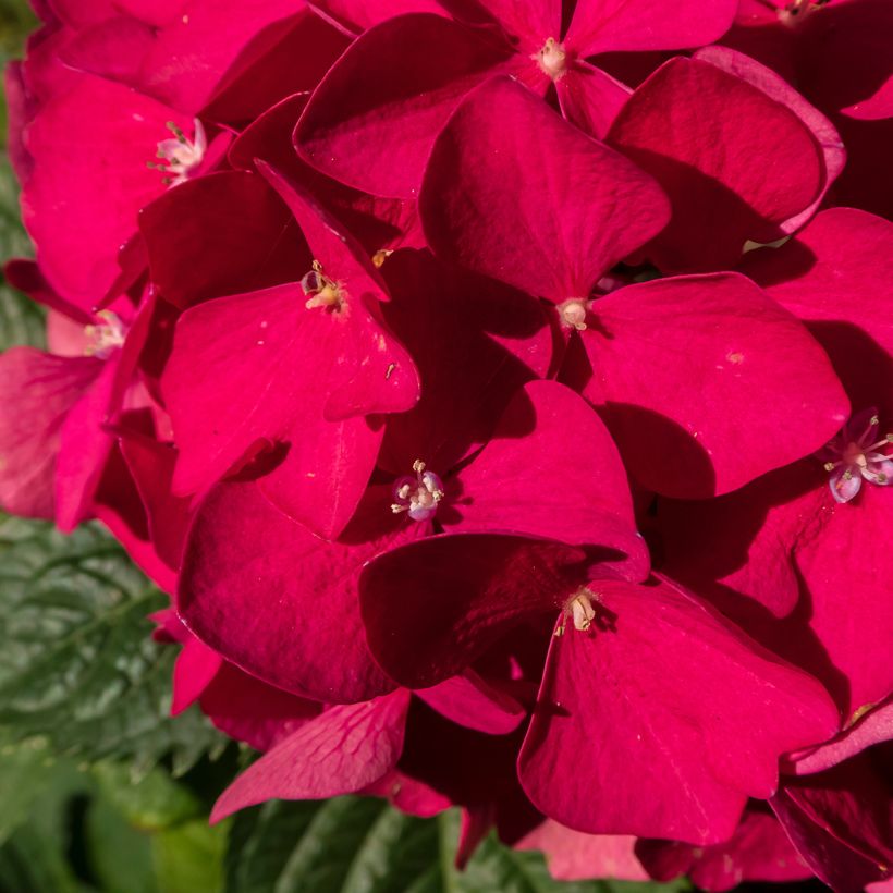 Hydrangea macrophylla Merveille Sanguine - Hortensia (Bloei)