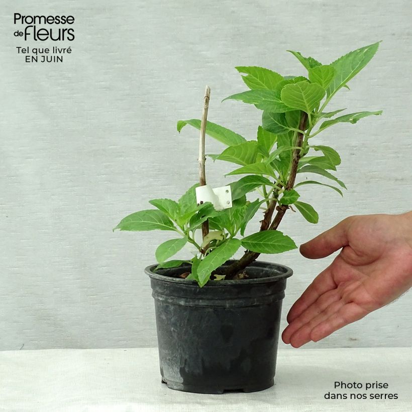 Exemplaar van Hydrangea macrophylla Teller Messalina - Schermhortensia Pot van 2 l/3 l zoals geleverd in de zomer