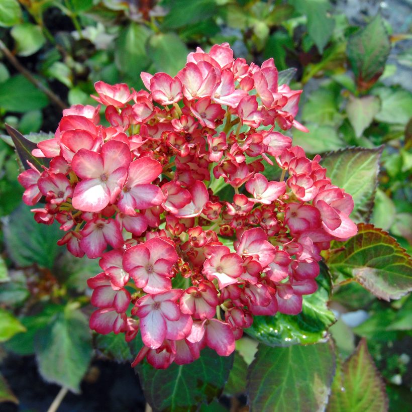 Hortensia - Hydrangea macrophylla Mirai (Bloei)