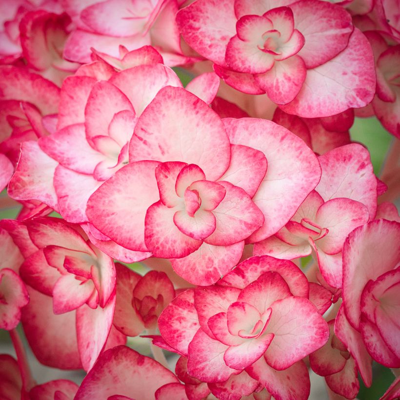 Hydrangea macrophylla Miss Saori - Bolhortensia (Bloei)