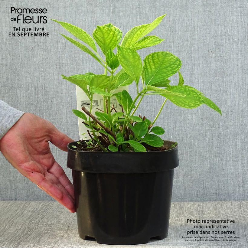 Exemplaar van Hydrangea macrophylla Mme Emile Mouillère - Bolhortensia Pot van 3 l/4 l zoals geleverd in de herfst