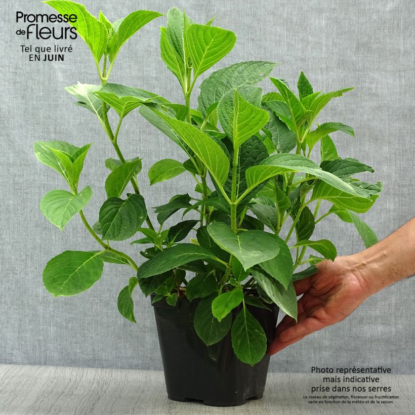 Exemplaar van Hydrangea macrophylla Mousmee - Schermhortensia Pot van 2 l/3 l zoals geleverd in de zomer