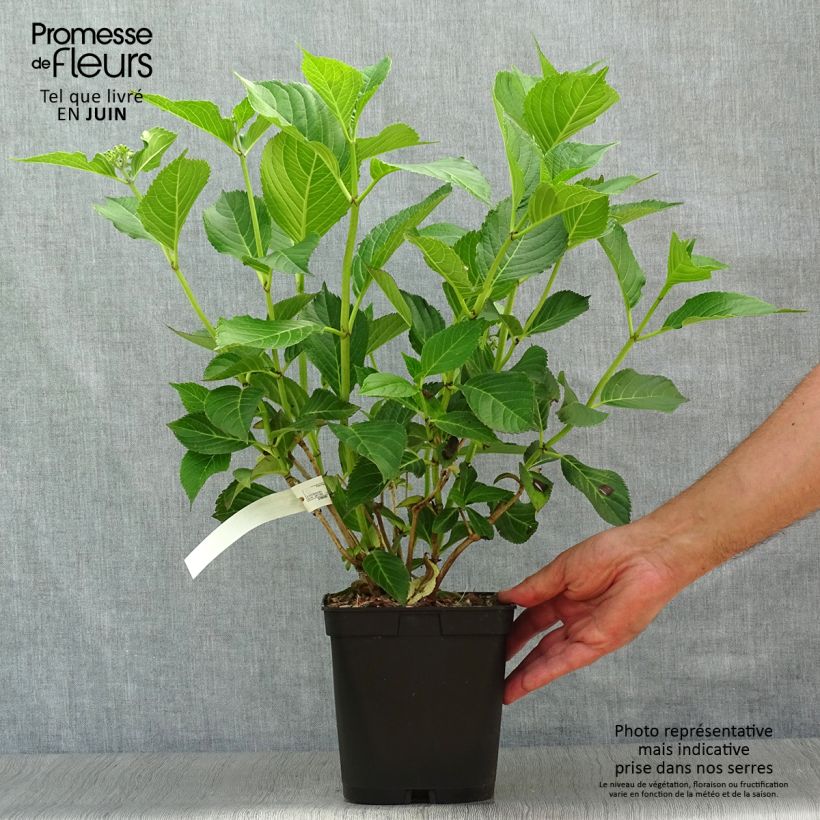 Exemplaar van Hydrangea macrophylla Mousseline - Bolhortensia Pot van 2 l/3 l zoals geleverd in de zomer