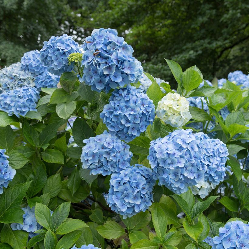 Hydrangea macrophylla Mousseline - Bolhortensia (Bloei)