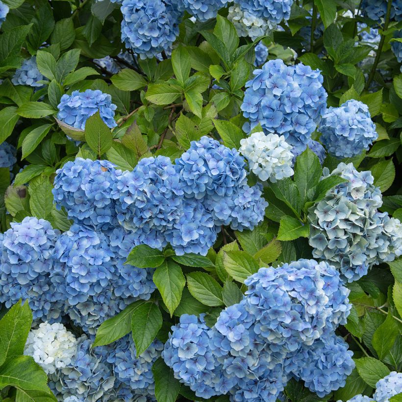 Hydrangea macrophylla Mousseline - Bolhortensia (Groeiplaats)