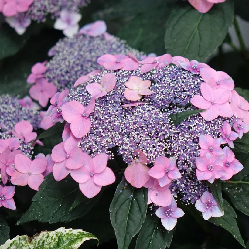 Hydrangea macrophylla Nanping - Schermhortensia (Bloei)