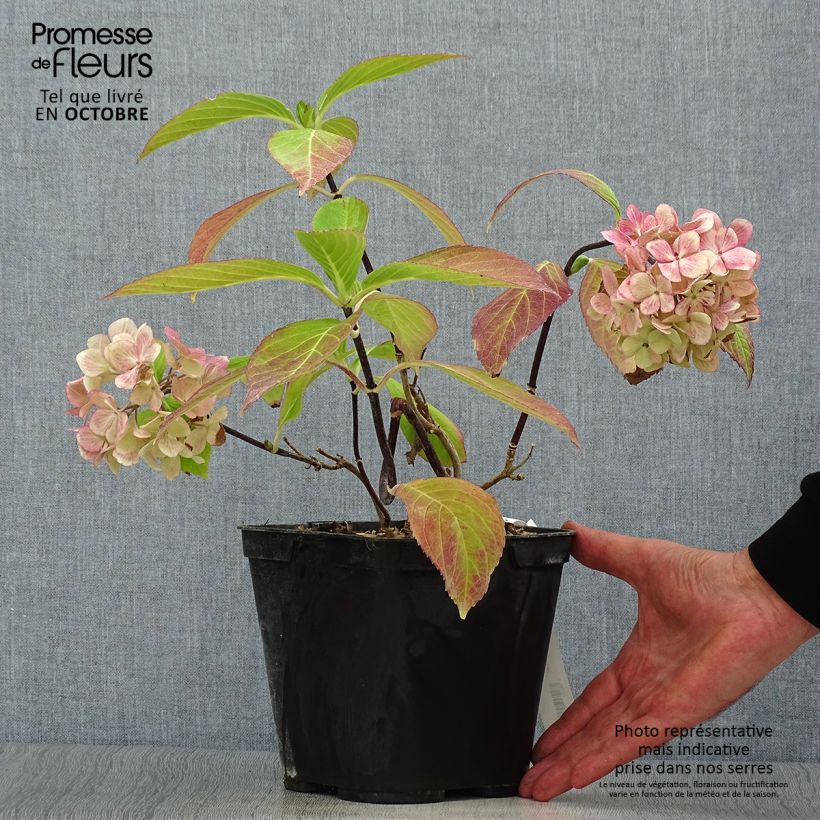 Exemplaar van Hydrangea macrophylla Nigra - Bolhortensia Pot van 4 l/5 l zoals geleverd in de herfst
