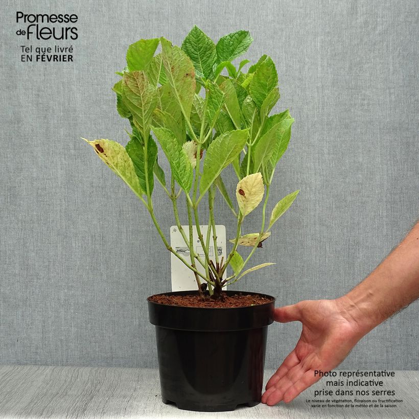 Exemplaar van Hydrangea macrophylla Nikko Blue - Boerenhortensia Pot van 2 l/3 l zoals geleverd in de herfst
