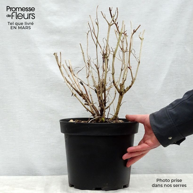 Example of Hydrangea macrophylla Nikko Blue - Boerenhortensia Pot van 7,5 l/10 l as you get in printemps