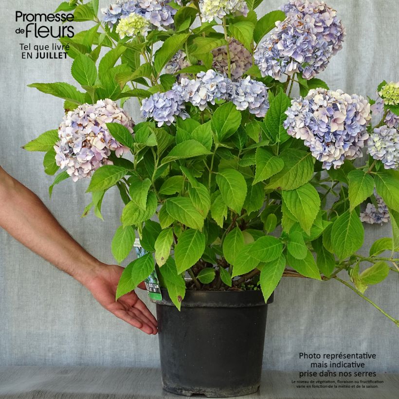Exemplaar van Hydrangea macrophylla Nikko Blue - Boerenhortensia Pot van 7,5 l/10 l zoals geleverd in de zomer