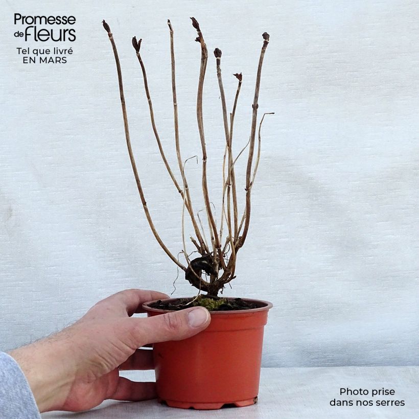 Example of Hydrangea macrophylla Nikko Blue - Boerenhortensia Kweekpotje van 8/9 cm as you get in printemps