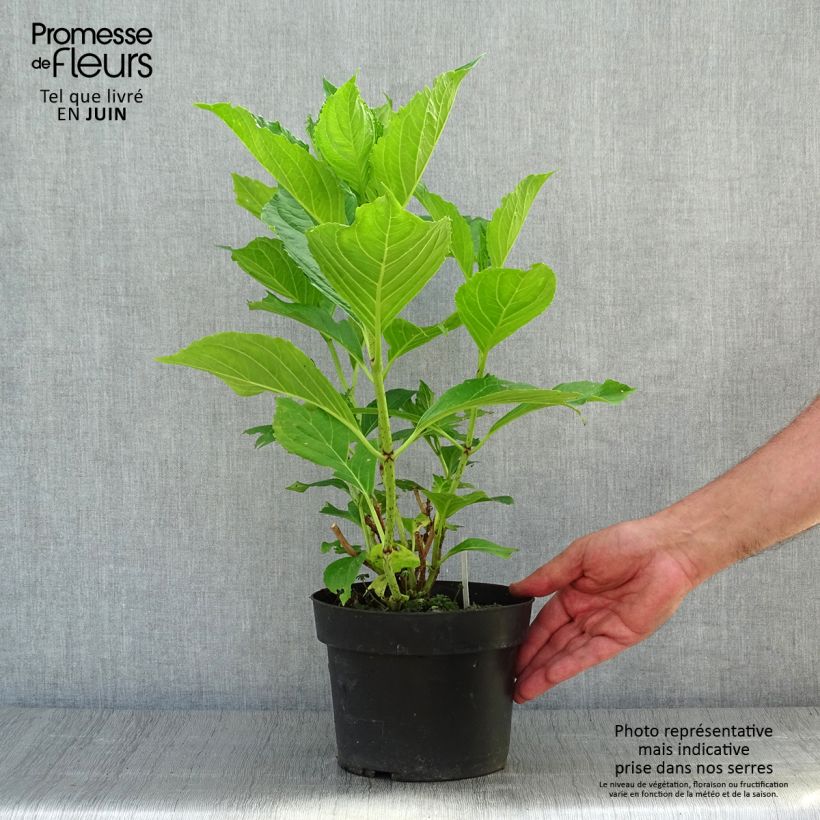 Exemplaar van Hydrangea macrophylla Princess Diana - Bolhortensia Pot van 3 l/4 l zoals geleverd in de zomer