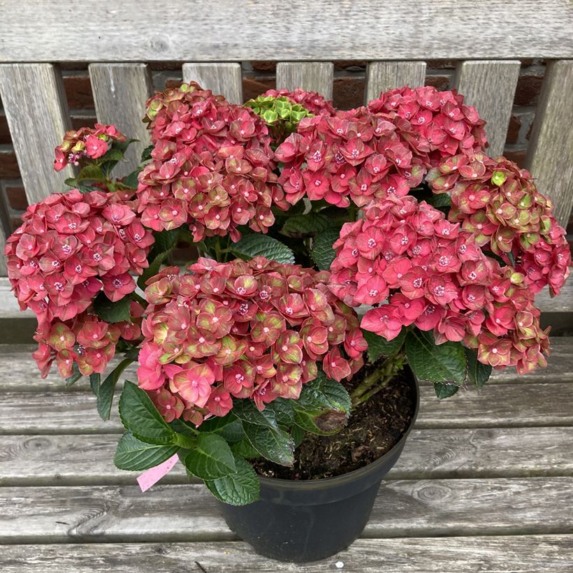 Hydrangea macrophylla Choco Love - Bolhortensia (Groeiplaats)