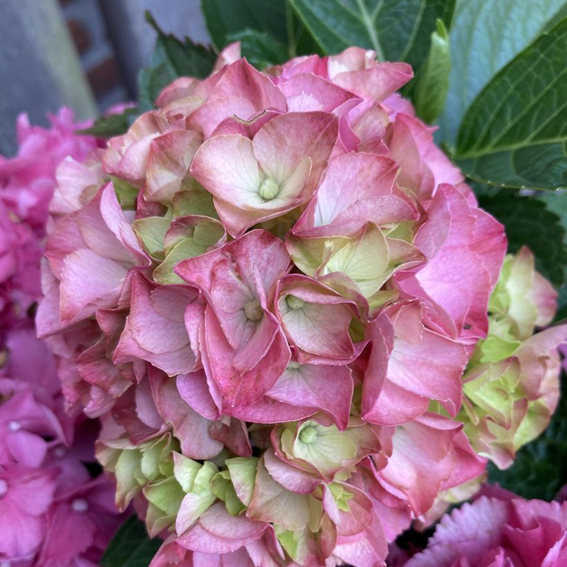 Hydrangea macrophylla Pink Love - Bolhortensia (Bloei)