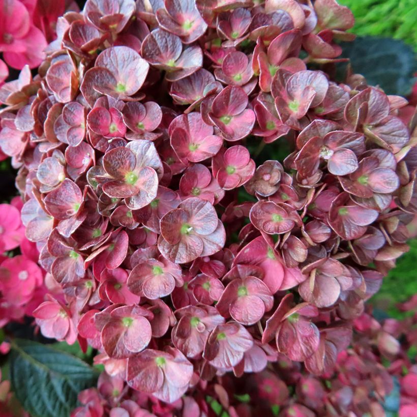 Hydrangea macrophylla Pistachio Love - Bolhortensia (Bloei)