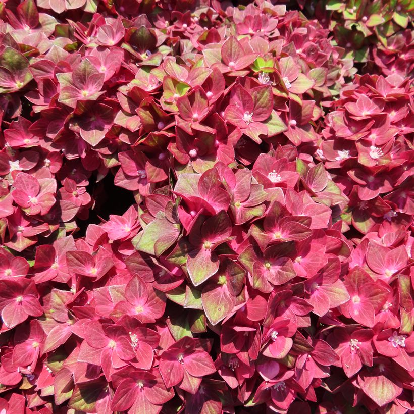 Hydrangea macrophylla Rebellion Red Love - Bolhortensia (Bloei)
