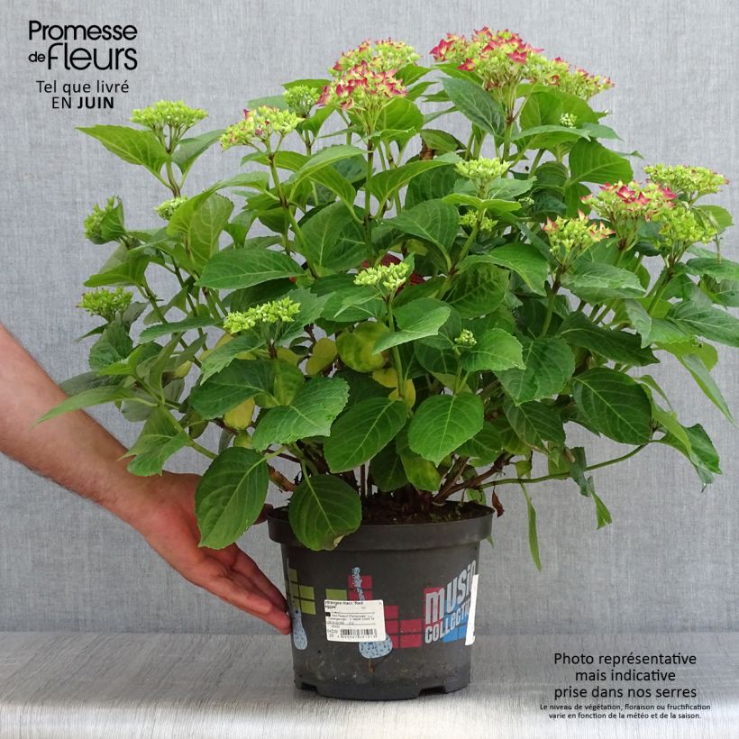Exemplaar van Hydrangea macrophylla Music Collection Red Reggae - Bolhortensia Pot van 4 l/5 l zoals geleverd in de zomer