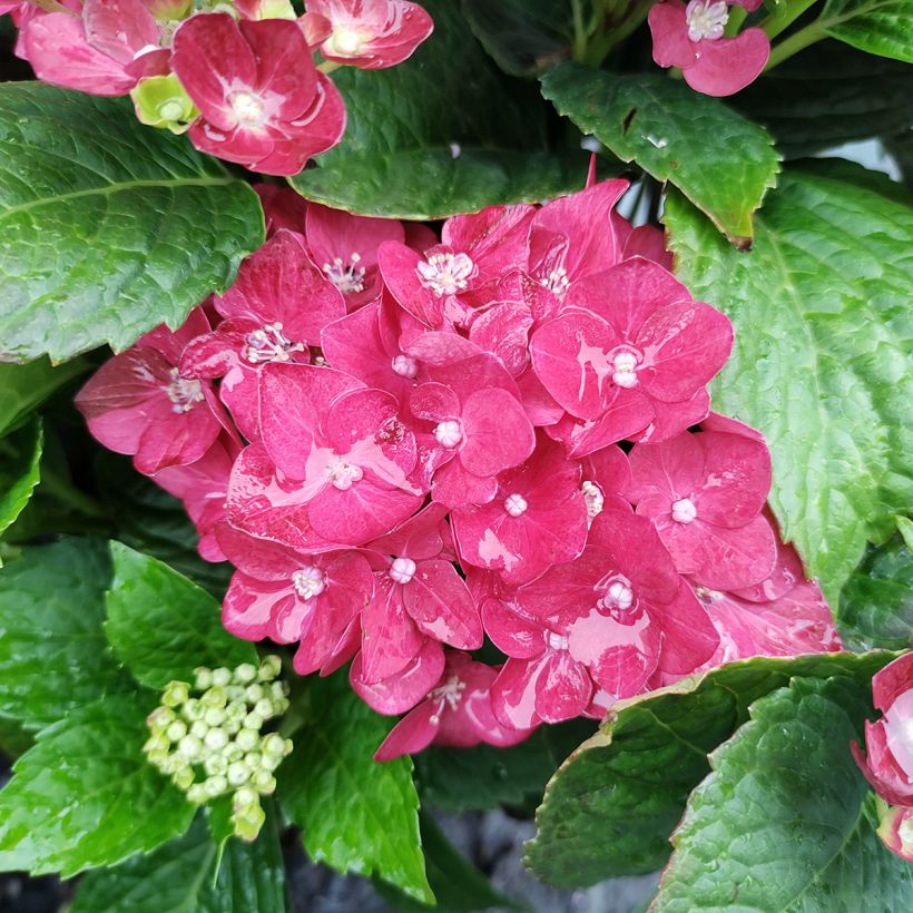 Hydrangea macrophylla Music Collection Red Reggae - Bolhortensia (Bloei)