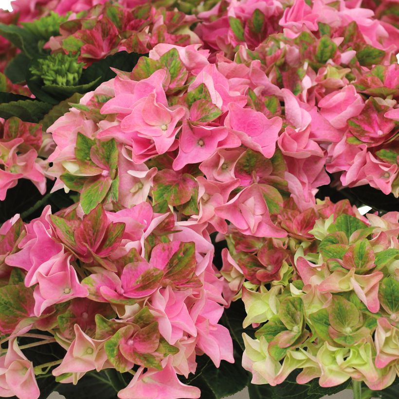 Hydrangea macrophylla Doppio Antico Fresco - Hortensia (Bloei)