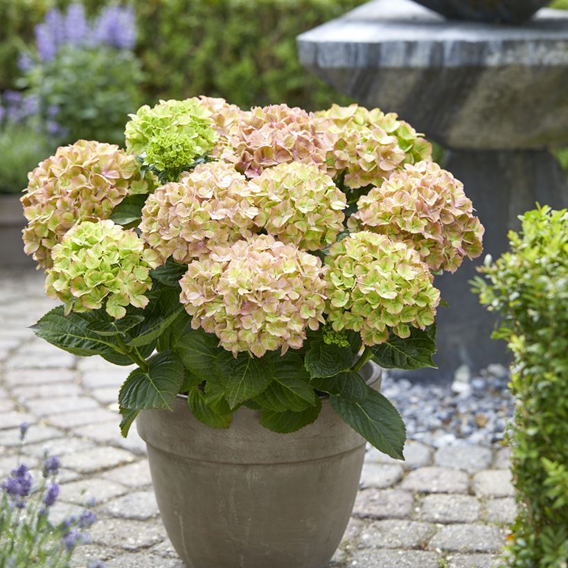 Hydrangea macrophylla Bella Pesche - Hortensia (Groeiplaats)