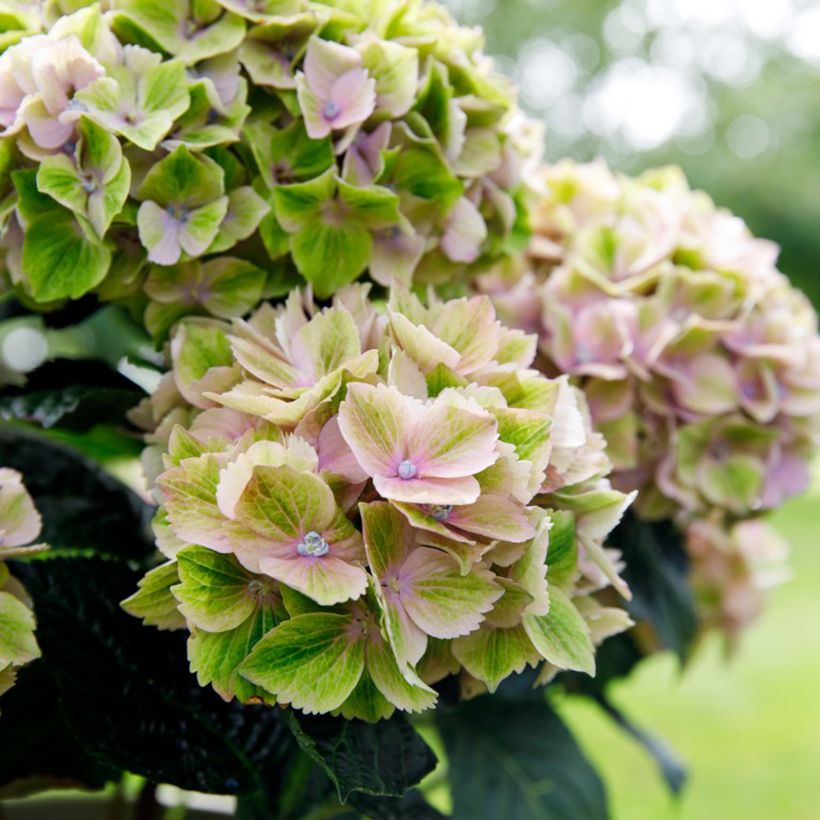 Hydrangea macrophylla Bella Pesche - Hortensia (Bloei)