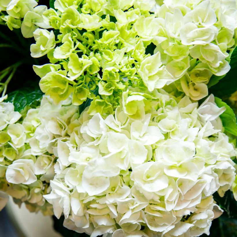 Hydrangea macrophylla Elegant Rosa - Hortensia (Bloei)