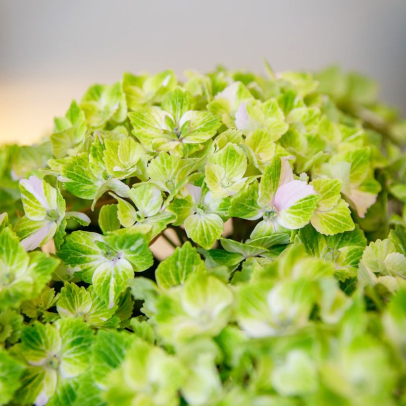 Hydrangea macrophylla Vibrant Verde - Hortensia (Bloei)