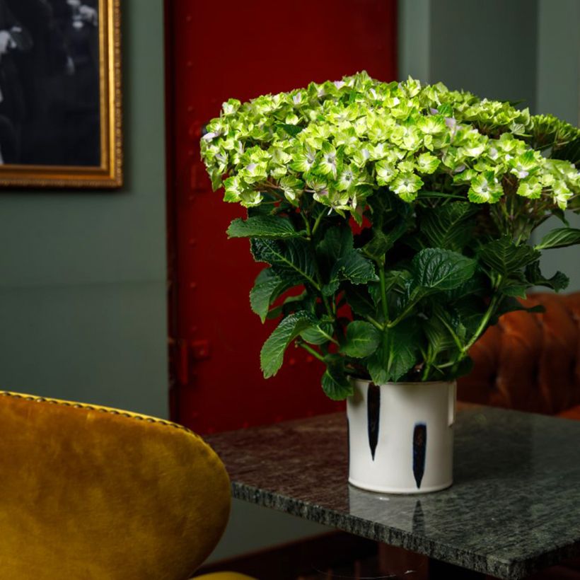 Hydrangea macrophylla Vibrant Verde - Hortensia (Groeiplaats)