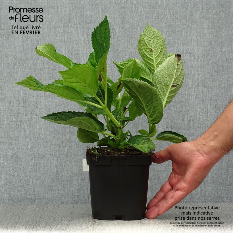 Exemplaar van Hydrangea macrophylla Renate Steiniger - Bolhortensia Pot van 2 l/3 l zoals geleverd in de herfst